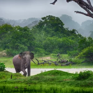 Elephant jungle expedition