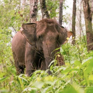 Santuario de Elefantes